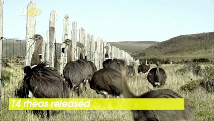 Chile’s Decimated Rheas Population Are Being Reintroduced Back Into National Park!