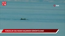 Yunuslar salyadan kaçarken görüntülendi