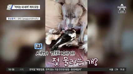 “까치는 내 새끼” 개의 모정