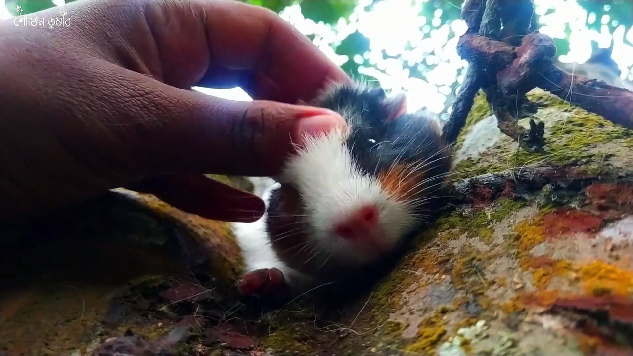 Cute Guinea Pig - in tree -- __ -- __ TUXELS - Colors of Nature(1080P_HD)