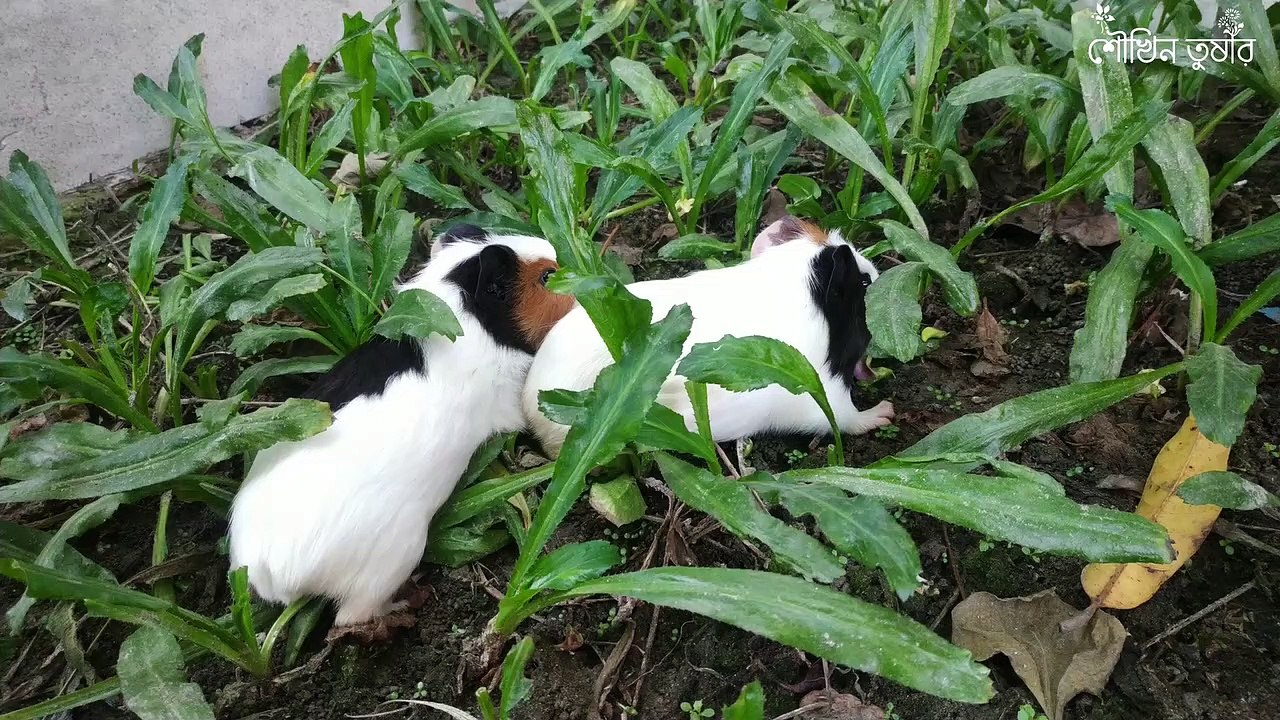 Cute Guniea Pig Eating Coriander - Nom Nom -- Funny And Cute Guinea Pig Videos 6 __ TUXELS(1080P_HD)