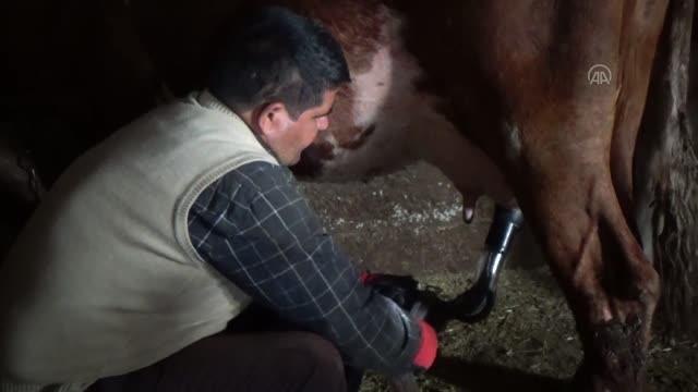 Süt toplama merkezlerinde süt alımına başlandı