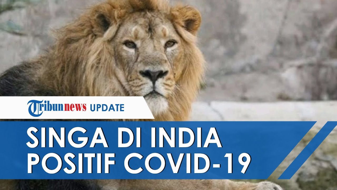 8 Singa di Kebun Binatang India Positif Covid-19, Alami Gejala Batuk dan Diisolasi dari Hewan Lain