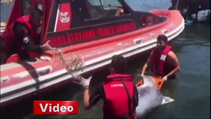 Kıyıya vuran yaralı yunusu kurtarmaya çalıştılar