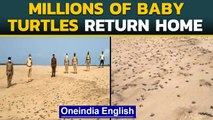 Millions of Olive Ridley turtles hatch at Odisha beach | Oneindia News