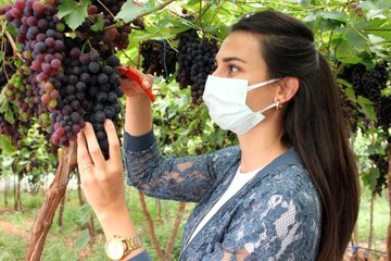 Akdeniz'in siyah incisi yüzleri güldürüyor