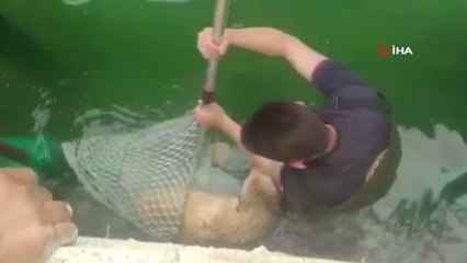 Sulama kanalına düşen köpek kurtarıldı