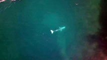 La baleine grise égarée longe les côtes des Pyrénées-Orientales