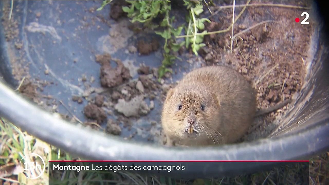 La prolifération des campagnols, un cauchemar pour les agriculteurs