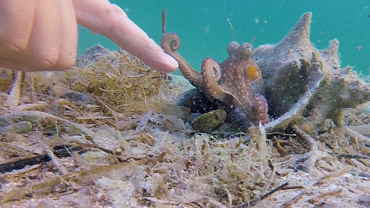 Wild Octopus Is Always Excited To See His Human Best Friend