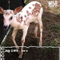 White Baby Deer Grows Up And Runs Back To The Wild