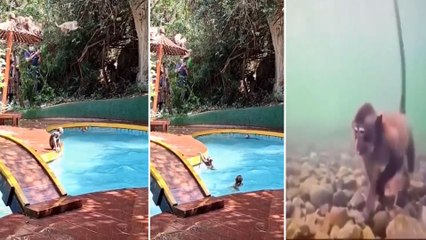 Monkey Viral Video : మనుషుల కంటే కోతి లైఫ్ బాగుంది | Summer Effect || Oneindia Telugu