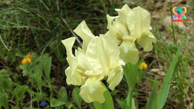 Sakinleştirici doğa ve kuş sesi fon müzik