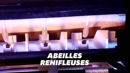 Download Video: Àprès les chiens renifleurs de Covid, ces chercheurs veulent entraîner... des abeilles