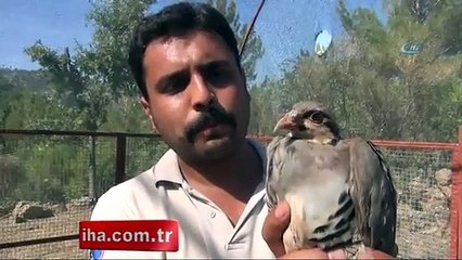 15 Temmuz şehitleri için 249 keklik doğaya bırakıldı