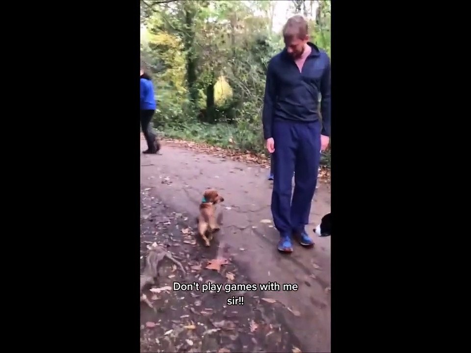 It's time to LAUGH with Dog's life - Funny Dog Videos 2021