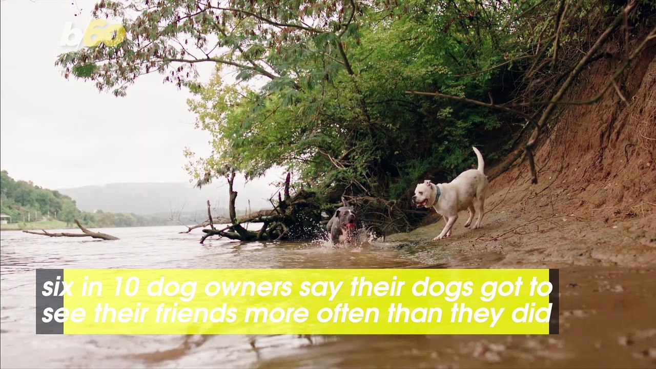 Many Dog Parents Say Their Dog Has a Better Social Life Than They Do