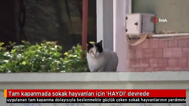 Tam kapanmada sokak hayvanları için 'HAYDİ' devrede
