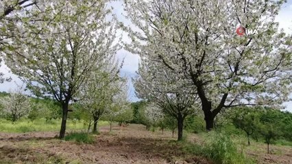 Lezzetiyle ünlü Eşme eriği tezgaha inmek için gün sayıyor