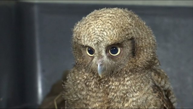 Un nuevo centro en Bogotá, Colombia, permitirá la atención y valoración de especies silvestres