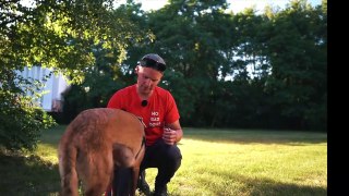 BELGIAN MALINOIS LEFT IN A UHAUL GETS A FRESH START!