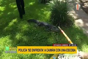 Policía enfrenta a un caimán con una escoba