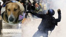 Los animales también son afectados en las protestas, así puede cuidarlos