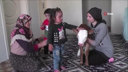 - Erken doğan buzağıya evlerinde çocuk gibi bakıyorlar