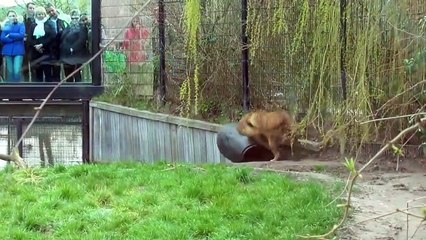 Ce lion se retrouve la tête coincée dans un baril en plastique