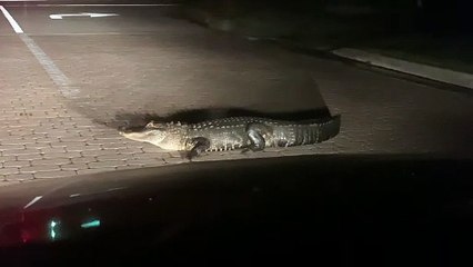 Guy Revs Car Engine to Move Alligator From Road