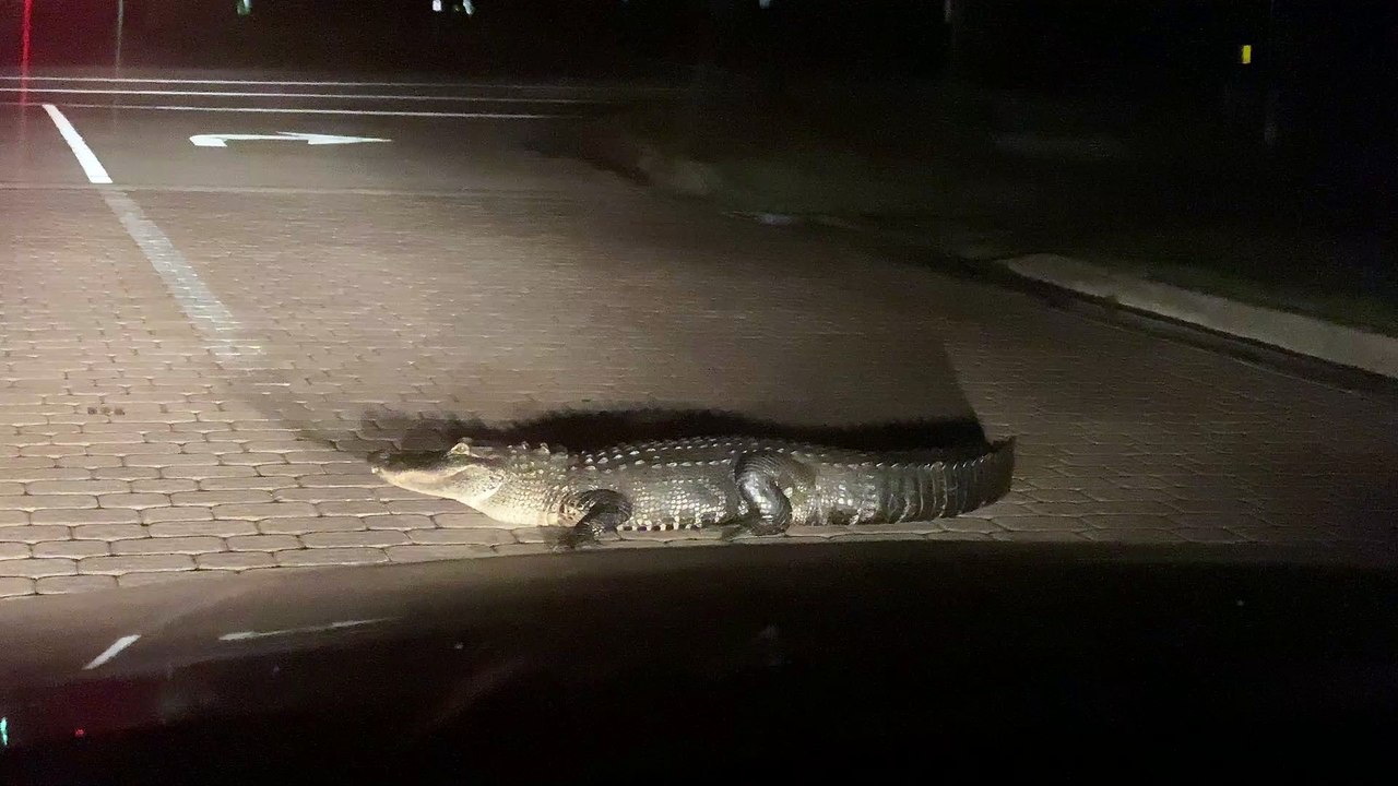 Guy Revs Car Engine to Move Alligator From Road