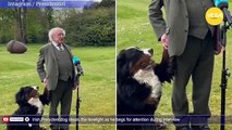 Irish President dog steals the limelight as he begs for attention during interview