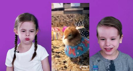 Try Not To Laugh Challenge - The Best Tik Tok Videos