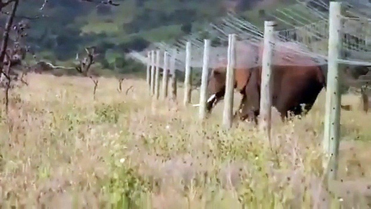 Tel un espion, cet éléphant rampe sous une clôture anti-éléphant