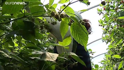 Investigadas denúncias de escravatura laboral em Odemira