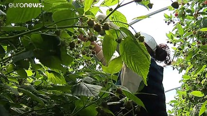 Рабство на португальских фермах