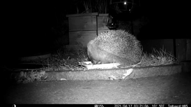 Real Life Sonic the Hedgehog Zooms By