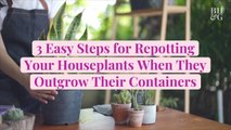 3 Easy Steps for Repotting Your Houseplants When They Outgrow Their Containers