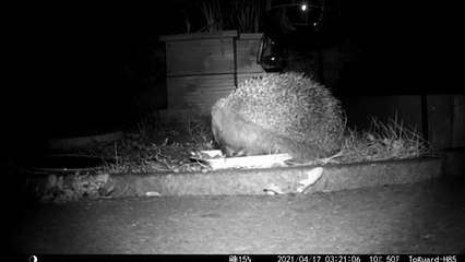 Real Life Sonic the Hedgehog Zooms By