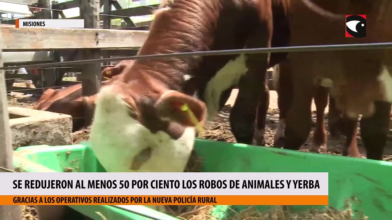 Destacan que los robos de animales y yerba mate se redujeron en al menos 50 por ciento en las zonas rurales de Misiones con la creación de la Policía Rural