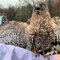 Lady Rescues a Hawk Stuck in Her Pool