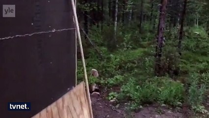 Ayıya hayatı boyunca unutamayacağı korkuyu yaşatan adam