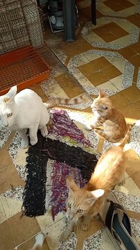 kitty, blinker, lawaris and kitty's kitten