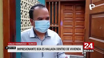Surco: Policía y serenos del distrito intervienen boa dentro de una vivienda