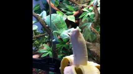 Funny Cats And Dogs Fails Comedy Videos Compliation.Part 13