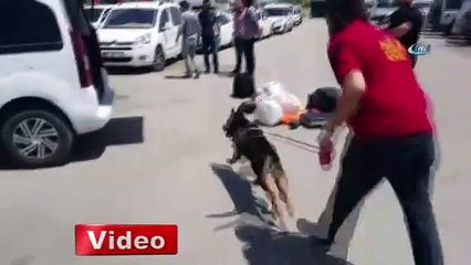 Lisa ve Efes kaçakçıların korkulu rüyası!