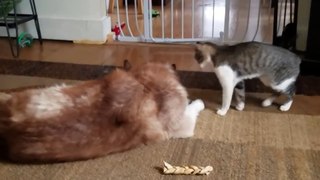 Cat bullies Husky