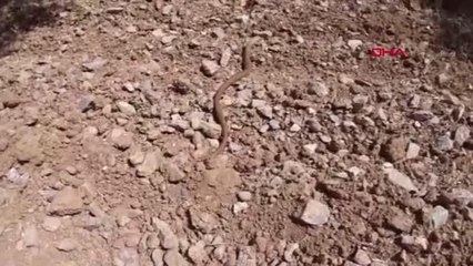 KUŞADASI'NDA YILAN GÖRÜNÜMLÜ 'OLUKLU KERTENKELE' DOĞAL ORTAMINA BIRAKILDI