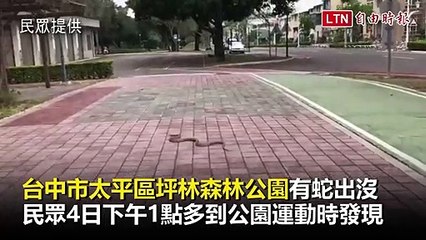 有蛇出沒！台中市公園現1.5米長蛇 ( 民眾提供 )