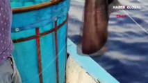 Nesli tehlike altında! Mor vatoz Antalya'da oltaya takıldı